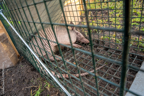 Adult nuisance armadillo captured in live trap in a residential yard