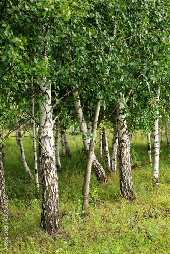 Fotografía Silver birch grove with white trunks, dense green foliage and natural grass vegetation on the forest floor during summer