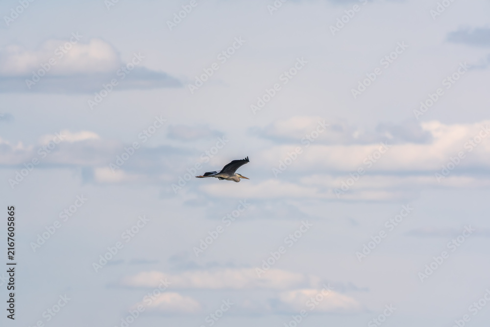 Obraz premium The flight of the grey heron, latin name Ardea cinerea