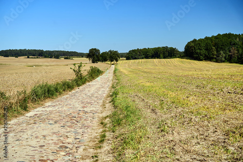 Tapety artystyczne Rural landscape with a gravel road and cultivated fields with ripe grain during summer