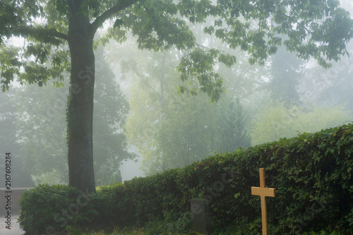 Foto Nebel am Morgen mit Licht im Park mit Bäumen im August