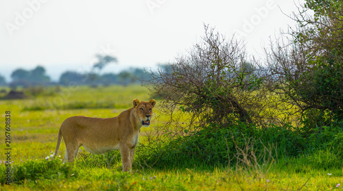 Canvas Print Lioness portrait in the Western Serengeti