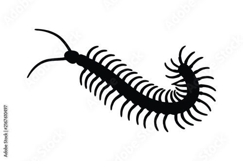 Centipede silhouette vector, Crawling insect black silhouette vector