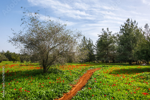 Dirt Path Winding Through Green Meadow with Red Anemone Wildflowers and Trees Under Blue Sky