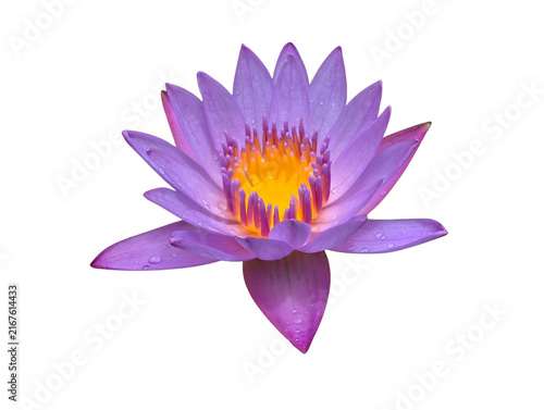 Purple high-resolution cutout of a vibrant purple lily Flower Isolated in Sri lanka on Transparent Background