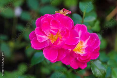 Blooming rosehip flower, beautiful pink flower on a bush branch. Beautiful natural background of blooming greenery.