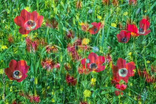 Impressionistic Multiple Exposure Art Photo of Red Anemones with Vertical Motion Blur in Meadow