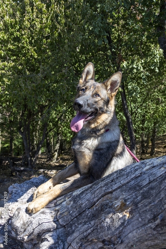 Quadro su tela Deutscher Schäferhund im Wald