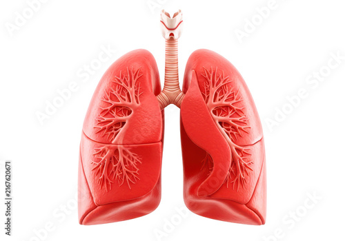 Human lungs and trachea anatomy, medical illustration of respiratory system, science and healthcare concept.