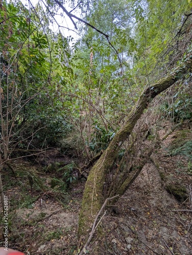 Foto Sous-bois sauvage à la végétation dense dans une forêt verdoyante