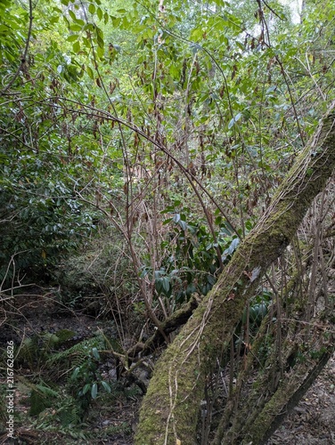 Fotografie Sous-bois sauvage à la végétation dense dans une forêt verdoyante