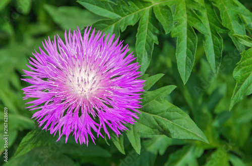 Flower Rhaponticum carthamoides. Leuzea carthamoides. Maral root