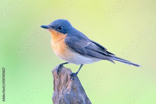 Close-up side view of a wild female leaden flycatcher (Myiagra rubecula) perched on a wood stump with blurred green background, Australia