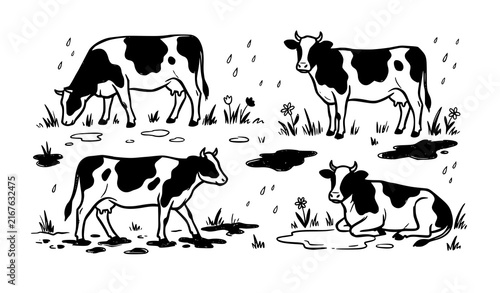 Cows grazing in muddy spring pasture rural farm countryside vector illustration