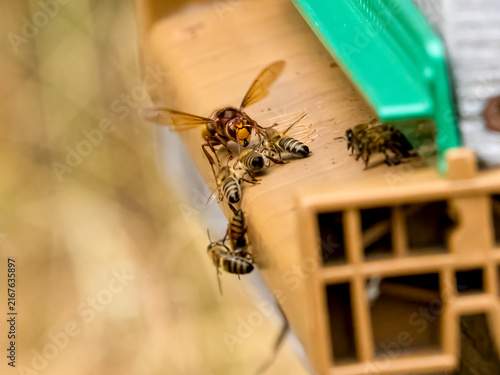 Foto Europäische Hornisse bei der Bienenjagd (Vespa crabro)