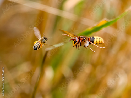 Fotografie Europäische Hornisse bei der Bienenjagd (Vespa crabro)