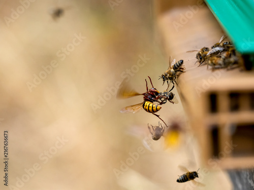 Foto Europäische Hornisse bei der Bienenjagd (Vespa crabro)