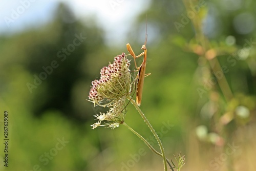 Männliche Europäische Gottesanbeterin (Mantis religiosa) an Wilder Möhre (Daucus carota)