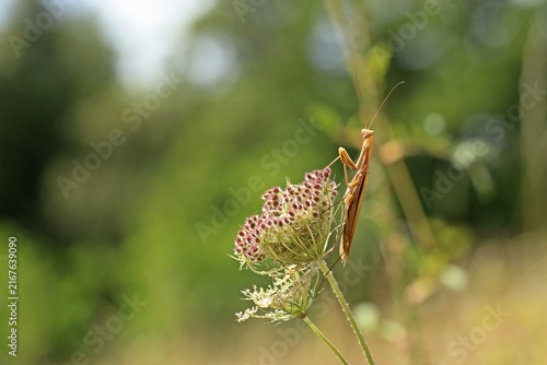 Männliche Europäische Gottesanbeterin (Mantis religiosa) an Wilder Möhre (Daucus carota)