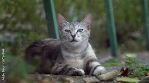 Gray domestic cat lying outdoors and looking with a curious attentive expression. Cinematic low-angle pet portrait captured in soft natural light with shallow depth of field, blurred green background
