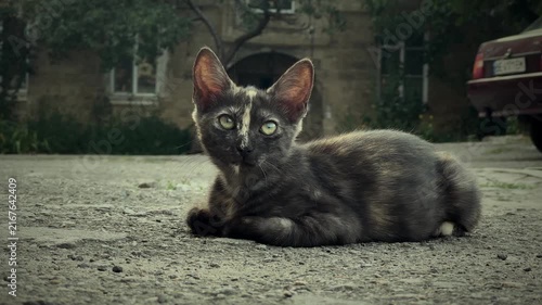 Young tortoiseshell cat lying on the ground outdoors and looking directly into the camera with an attentive expression. Natural close-up feline portrait in an urban residential environment, capturing