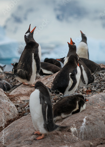 Colony of Gentoo Penguins (Pygoscelis papua) calling, Cuverville Island, Antarctic Peninsula, Antarctica