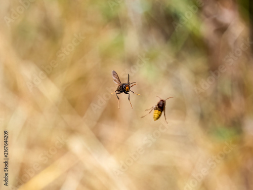 Europäische Hornisse und Asiatische Hornisse am Bienenstand (Vespa crabro, Vespa velutina)