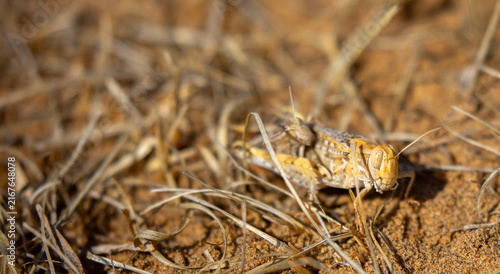 Foto Locust close-up on plants