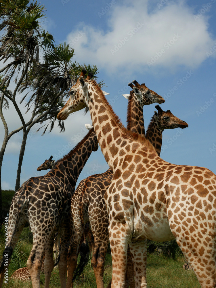 Obraz premium Masai Giraffe with Four Giraffes Behind It in Nguuni Nature Sanctuary, Mombasa, Kenya
