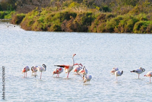 Landscape with a flock of pink flamingos , Phoenicopterus roseus in a salt lake , Calpe , Spain