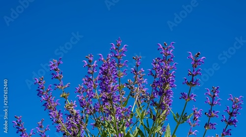 Purple Wild Sage Blossoms Blooming Against Clear Blue Sky salvia sage flowers blooming purple violet blossom sky blue flora nature plant wildflower botanical summer spring outdoor meadow field botany