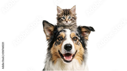 Cute kitten sitting on dog head, transparent background friendly pets