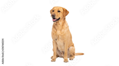 Happy golden labrador dog sitting, transparent background domestic animal