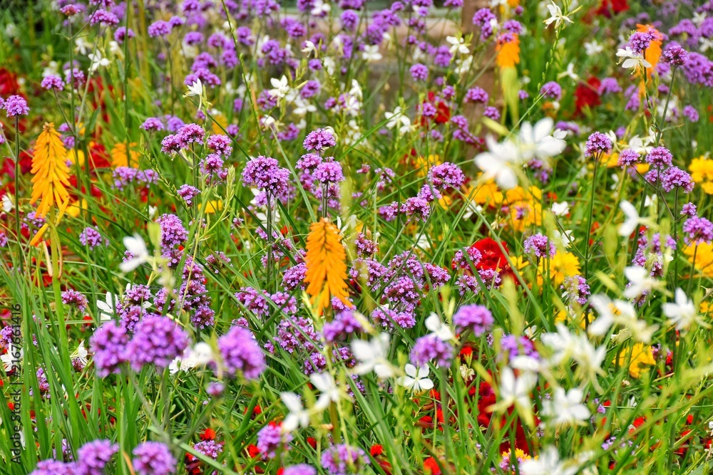 Fototapeta premium A vibrant blooming garden with purple Buenos Aires verbena and other flowers. A lush flower bed.