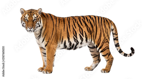 Majestic Bengal tiger standing, transparent background wild animal
