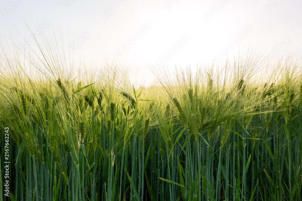 Fototapeta premium field of wheat during summer