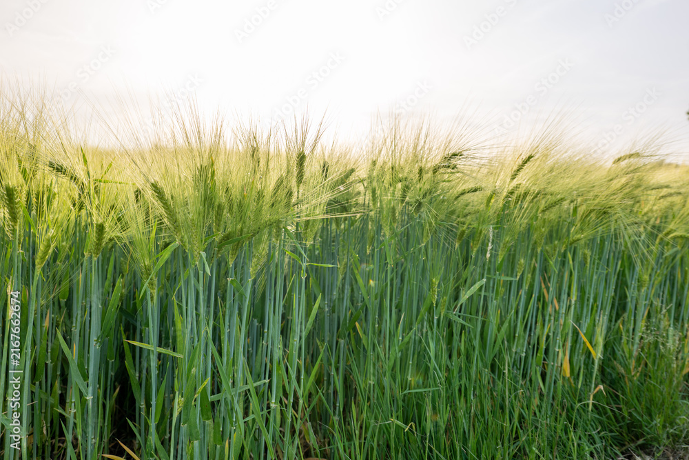 Fototapeta premium field of wheat during summer