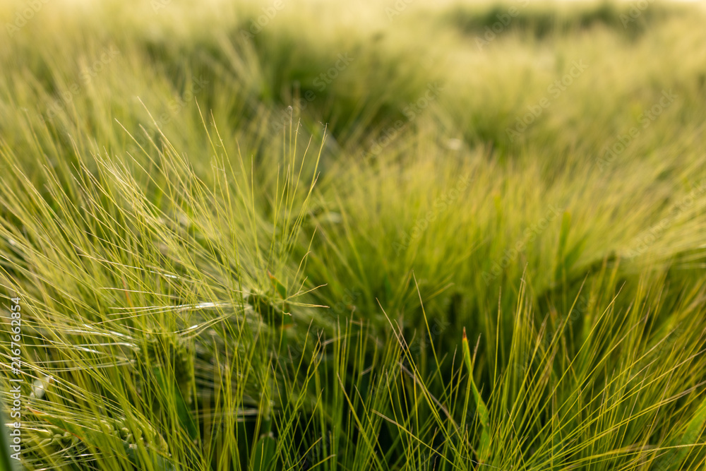 Fototapeta premium field of wheat during summer