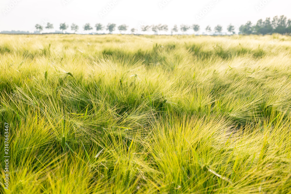 Fototapeta premium field of wheat during summer