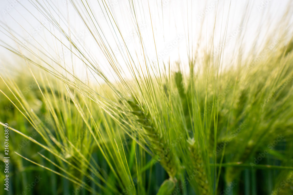 Fototapeta premium field of wheat during summer