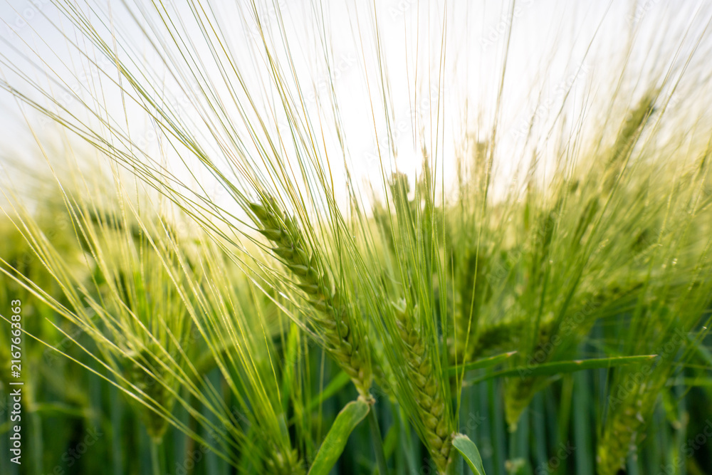 Fototapeta premium field of wheat during summer