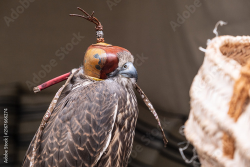 Canvastavla hooded falcon with traditional leather hood sits during falconry display