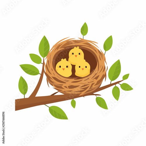 Nid d’oiseaux avec oisillons sur branche feuillue