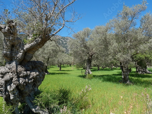 Canvas Print Gnarled old olive tree in sunny mediterranean plantation with fresh greenery