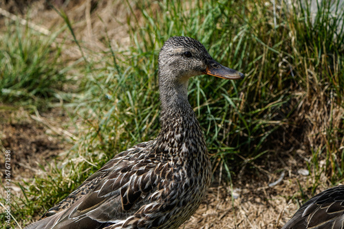 Konstfotografi Isolated Mallard duck waddling in the grass. Fairbanks, Alaska.