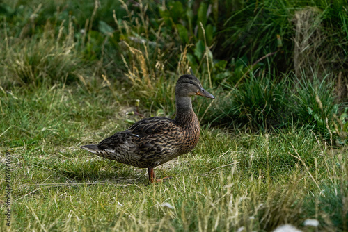 Картината върху платно Isolated Mallard duck waddling in the grass. Fairbanks, Alaska.