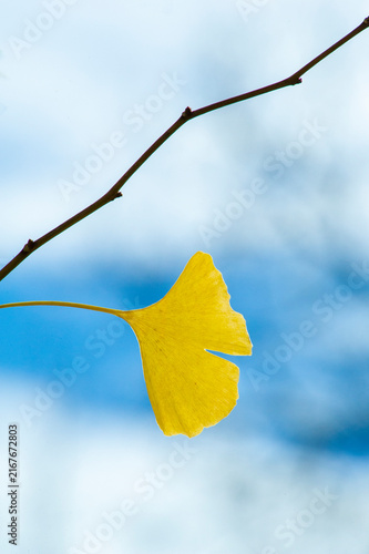 Ginkgo leaves