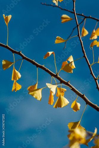 Ginkgo leaves