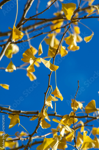 Yellow Ginkgo leaves