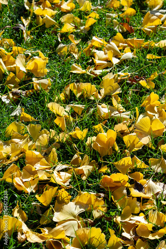 Ginkgo leaves on the grass